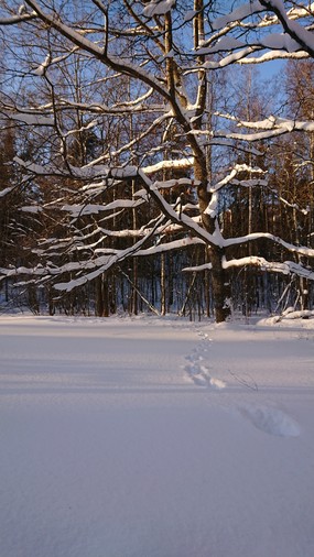 Photo of a deep snow with footprints leading toward a tree